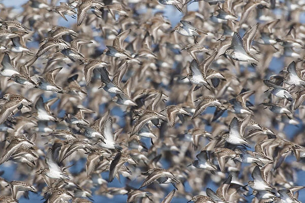 Large flock of wester sandpipers