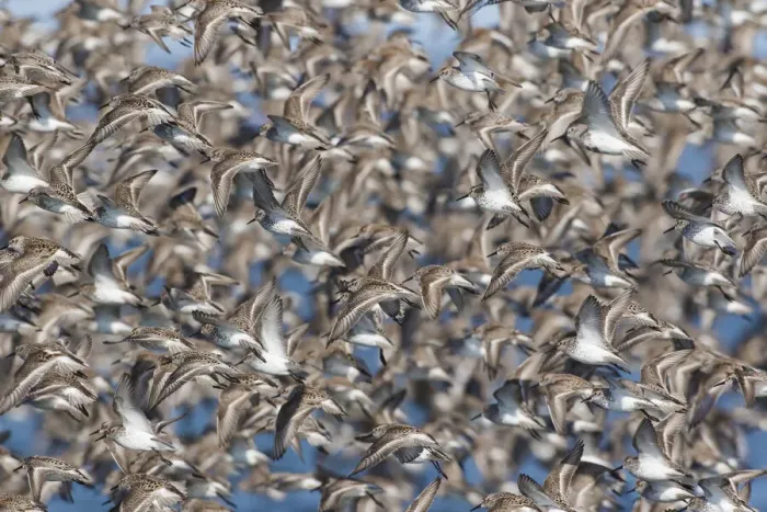 Framed Print : Large flock of wester sandpipers Framed Print : Large flock of wester sandpipers