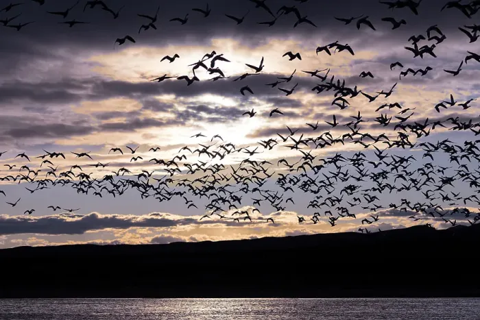 Framed Print : Large flocks of snow geese fly to their nightly resting pond as the sun sets at Bosque del Apache NWR Framed Print : Large flocks of snow geese fly to their nightly resting pond as the sun sets at Bosque del Apache NWR