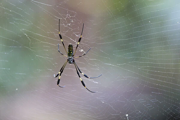 A large Golden Orb Weaver Spider (Nephila clavipes) rests on a web in the rainforest
