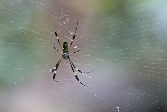 Framed Print : A large Golden Orb Weaver Spider (Nephila clavipes) rests on a web in the rainforest
