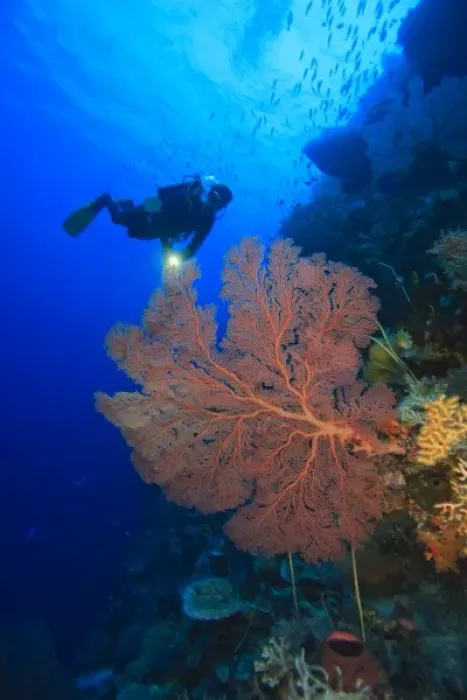 Framed Print : large gorgonian sea fans, Model Released scuba divers at Tukang Besi Marine Preserve Framed Print : large gorgonian sea fans, Model Released scuba divers at Tukang Besi Marine Preserve