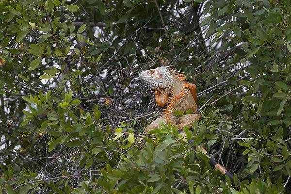 Large Green iguana, an invasive species in Florida