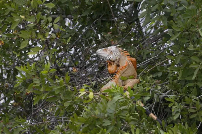 Framed Print : Large Green iguana, an invasive species in Florida
