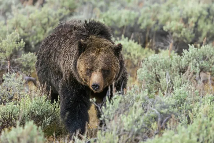 Framed Print : Large grizzly bear boar wandering through the sage brush Country of Wyoming Framed Print : Large grizzly bear boar wandering through the sage brush Country of Wyoming