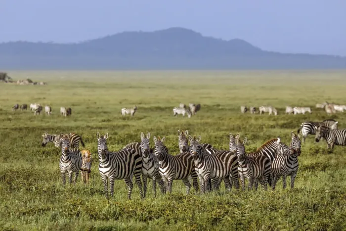 Framed Print : Large herd of Burchells Zebra, Serengeti National Park, Tanzania, Africa
