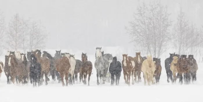 Framed Print : Large herd of horses during a horse roundup in winter, Kalispell, Montana Framed Print : Large herd of horses during a horse roundup in winter, Kalispell, Montana