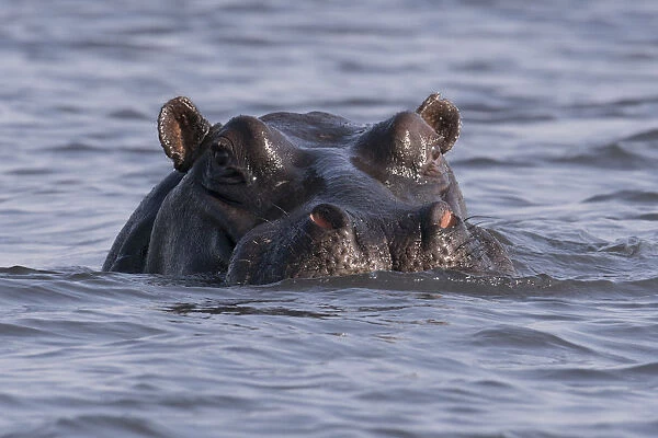 A large hippopotamus, (hippopotamus amphibius), watches from the Chobe river, Botswana