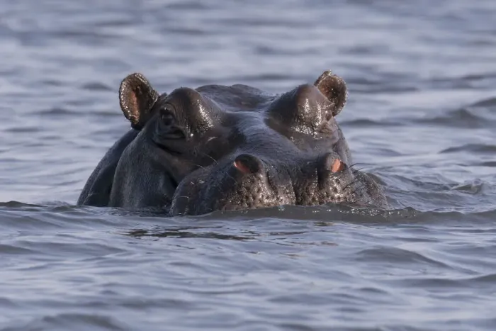 Framed Print : A large hippopotamus, (hippopotamus amphibius), watches from the Chobe river, Botswana