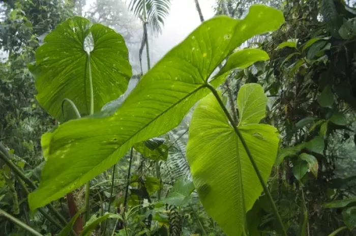 Framed Print : Large leaves in the rainforest, Bella Vista Birding Lodge, Tandayapa Valley, Ecuador