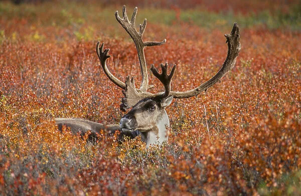 Large male caribou in red fall tundra, eye to eye with photographer, Denali National Park
