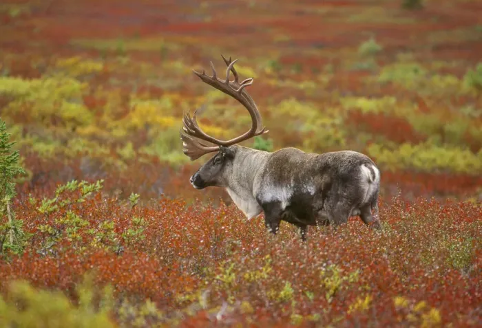 Framed Print : Large male caribou wandering in colorful fall tundra, Denali National Park, Alaska Framed Print : Large male caribou wandering in colorful fall tundra, Denali National Park, Alaska