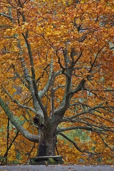 Large maple tree in autumn, Bass Lake, near Blowing Rock, North Carolina