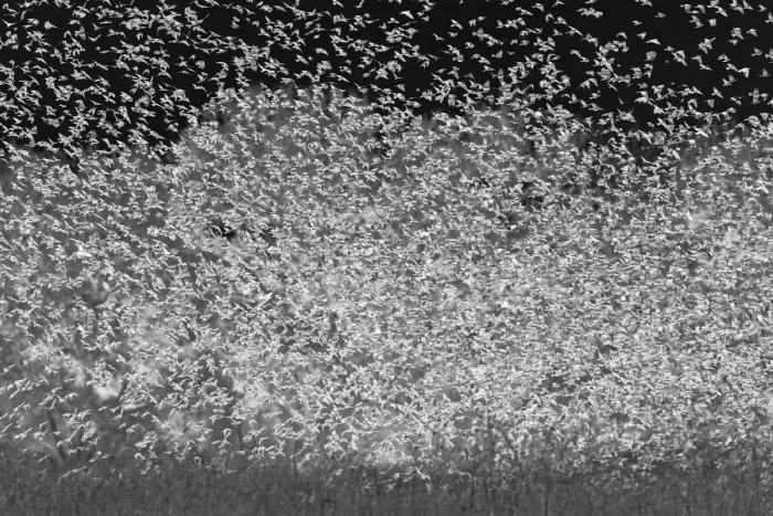 Framed Print : Large murmuration of female and juvenile red-winged blackbirds. Bosque del Apache National Wildlife Refuge, New Mexico Framed Print : Large murmuration of female and juvenile red-winged blackbirds. Bosque del Apache National Wildlife Refuge, New Mexico