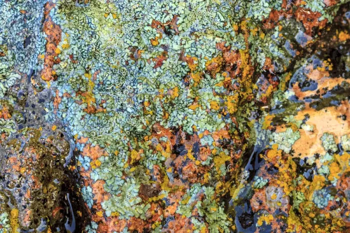 Framed Print : Large naturally polished rock with lichen, Lower Deschutes River, Central Oregon, USA Framed Print : Large naturally polished rock with lichen, Lower Deschutes River, Central Oregon, USA