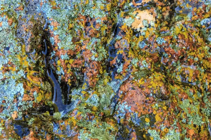Framed Print : Large naturally polished rock with lichen, Lower Deschutes River, Central Oregon, USA Framed Print : Large naturally polished rock with lichen, Lower Deschutes River, Central Oregon, USA