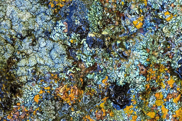 Large naturally polished rock with lichen, Lower Deschutes River, Central Oregon, USA
