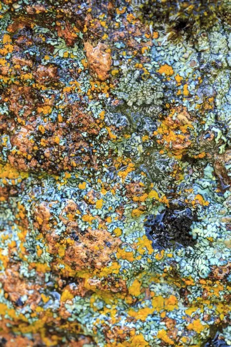Framed Print : Large naturally polished rock with lichen, Lower Deschutes River, Central Oregon, USA Framed Print : Large naturally polished rock with lichen, Lower Deschutes River, Central Oregon, USA