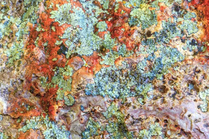 Framed Print : Large, naturally polished rock with lichen. Lower Deschutes River, Central Oregon, USA Framed Print : Large, naturally polished rock with lichen. Lower Deschutes River, Central Oregon, USA