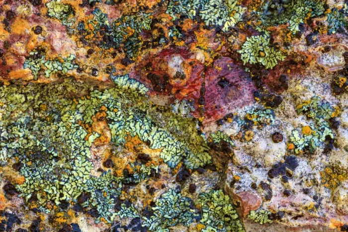Framed Print : Large, naturally polished rock with lichen. Lower Deschutes River, Central Oregon, USA Framed Print : Large, naturally polished rock with lichen. Lower Deschutes River, Central Oregon, USA