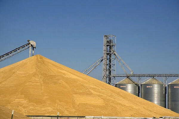 Large pile of harvested wheat and grain elevators at Pasco, Washington