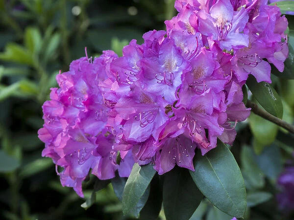 Large pink rhododendron blossoms in a garden