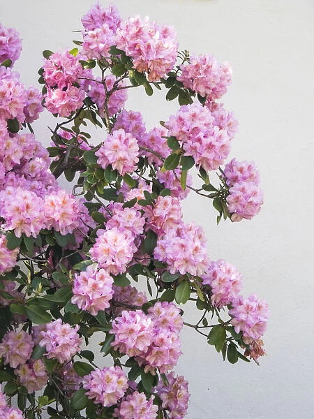 Large pink rhododendron bush blooming against a white wall