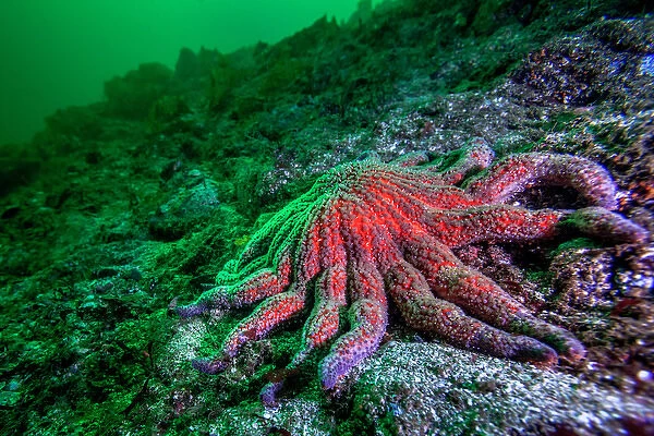 Large Red Sunflower Starfish off Vancouver Island, B. C