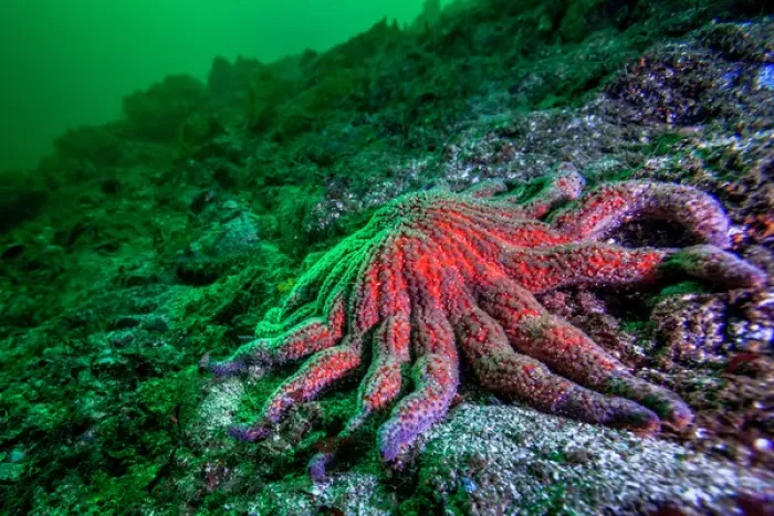 Framed Print : Large Red Sunflower Starfish off Vancouver Island, B. C Framed Print : Large Red Sunflower Starfish off Vancouver Island, B. C