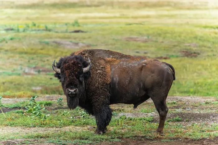 Framed Print : Large rugged bison staring at you from his prairie land