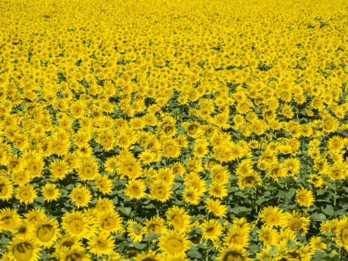Framed Print : Large sunflower field