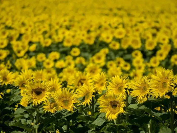 Framed Print : Large sunflower field