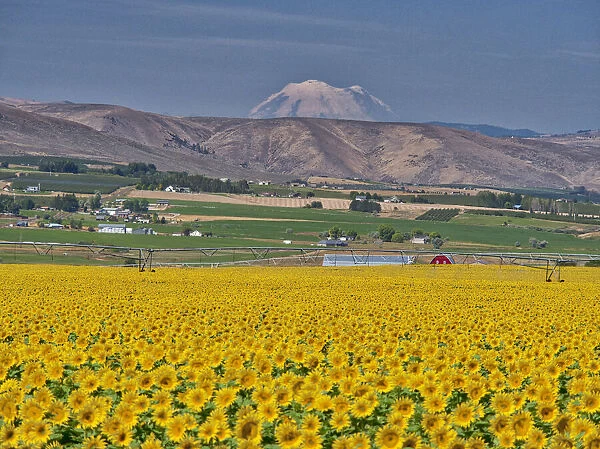 Large sunflower field with Mt. Rainier
