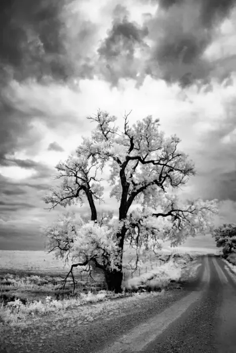 Framed Print : Large tree beside a large pasture Framed Print : Large tree beside a large pasture