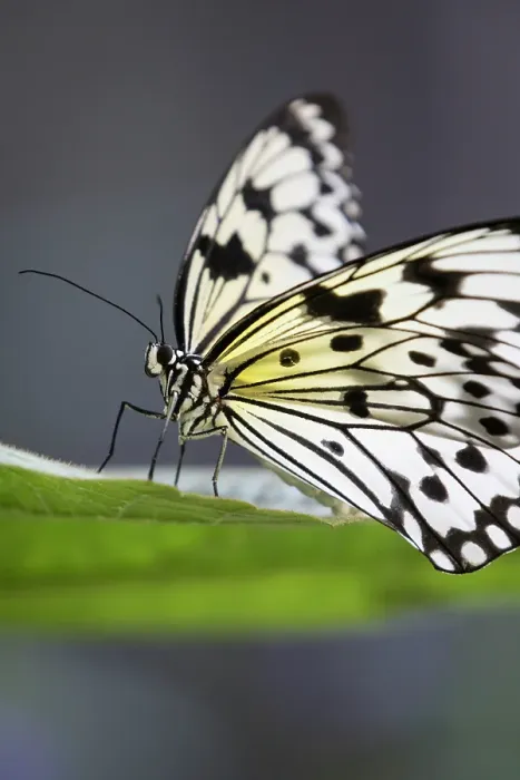 Framed Print : The large tree nymph, also known as the paper kite butterfly and rice paper butterfly, is native to Southeast Asia