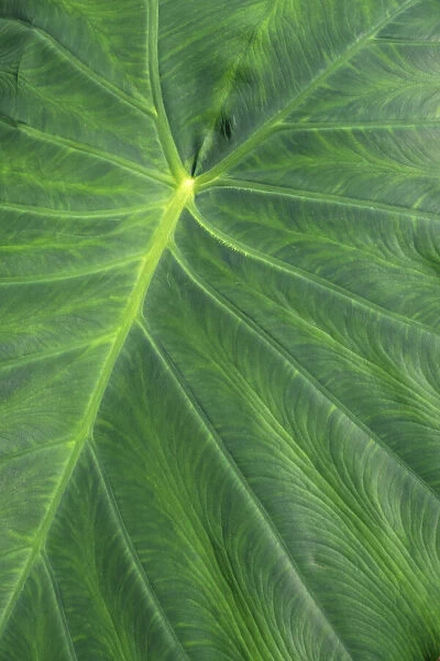 Detail of large tropical leaf