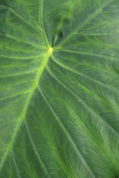 Framed Print : Detail of large tropical leaf Framed Print : Detail of large tropical leaf