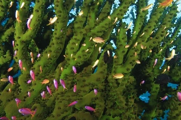 Large Tubastraea Coral and schooling Fairy Basslets (Pseudanthias sp. ) Milne Bay