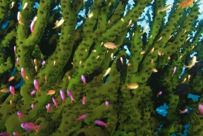 Framed Print : Large Tubastraea Coral and schooling Fairy Basslets (Pseudanthias sp. ) Milne Bay Framed Print : Large Tubastraea Coral and schooling Fairy Basslets (Pseudanthias sp. ) Milne Bay