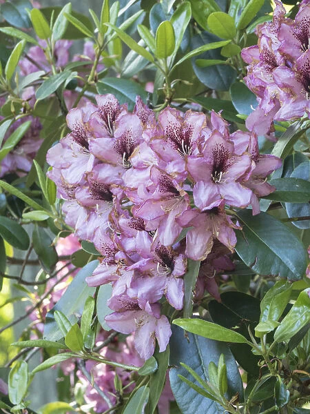 Large variegated pink rhododendron blossoms in a spring garden