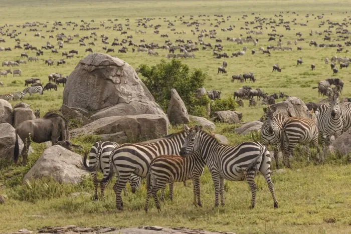 Framed Print : Large wildebeest herd and Burchells zebras during migration, Serengeti National Park Framed Print : Large wildebeest herd and Burchells zebras during migration, Serengeti National Park