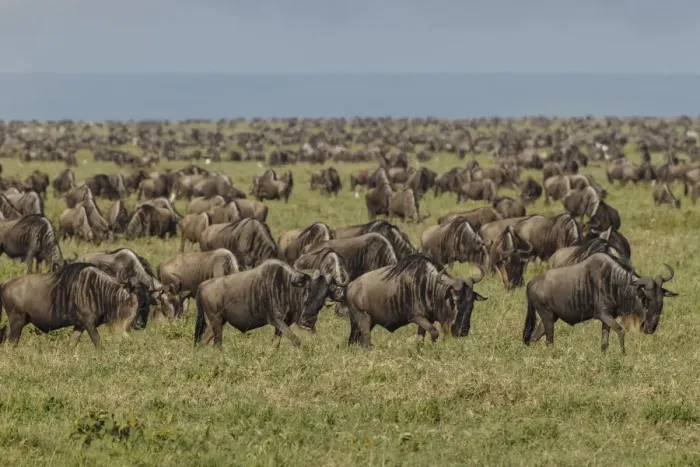 Framed Print : Large wildebeest herd during migration, Serengeti National Park, Tanzania, Africa Framed Print : Large wildebeest herd during migration, Serengeti National Park, Tanzania, Africa