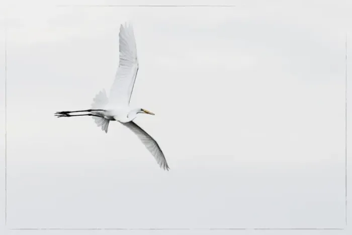 Framed Print : A large wingspan of a snowy egret in flight