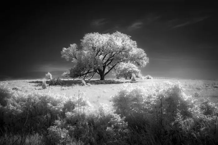 Framed Print : One of the larger trees of the Flint Hills of Kansas Framed Print : One of the larger trees of the Flint Hills of Kansas