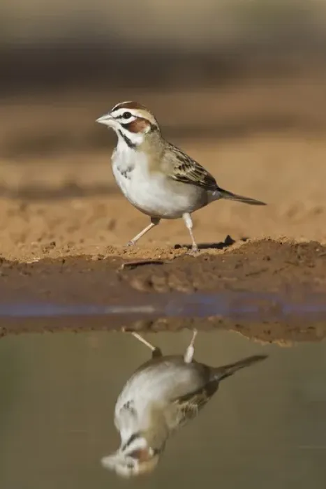 Framed Print : Lark Sparrow, Chondestes grammacus, drinking at south Texas pond Framed Print : Lark Sparrow, Chondestes grammacus, drinking at south Texas pond