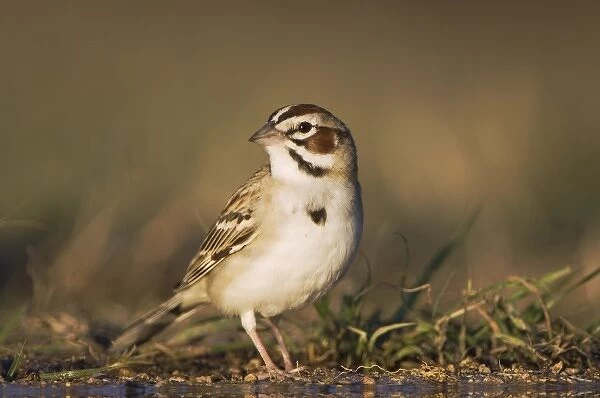 Lark Sparrow, Chondestes grammacus, adult drinking, Uvalde County, Hill Country, Texas
