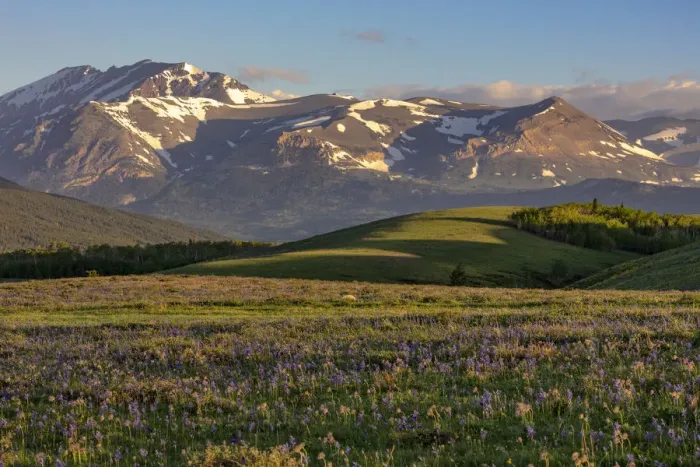 Framed Print : Larkspur and other prairie wildflowers along the Rocky Mountain Front near East Glacier Framed Print : Larkspur and other prairie wildflowers along the Rocky Mountain Front near East Glacier