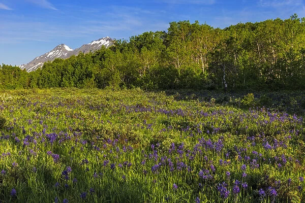 Larkspur and other spring wildflowers in the Lewis and Clark National Forest, Montana