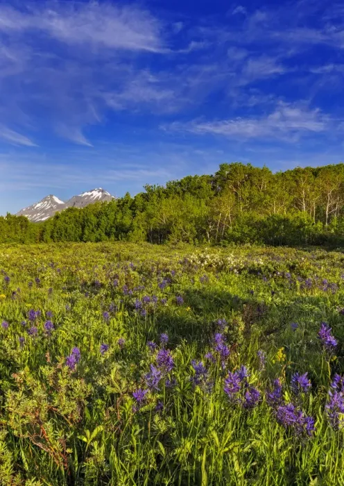 Framed Print : Larkspur and other spring wildflowers in the Lewis and Clark National Forest, Montana