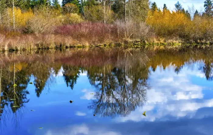 Framed Print : Larsen Lake reflection, Bellevue, Washington State. Originally Established 1940